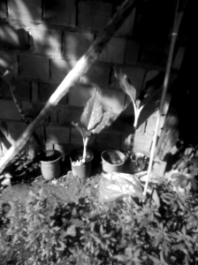 Foto em preto e branco de um muro de tijolos baianos com uma viga de madeira atravessada à frente. Uma luminária de bambu está fincada no chão e há vasos com plantas próximos do muro.